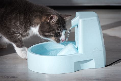 Is Your Cat Ready for a Water Fountain? | Fear Free Happy Homes