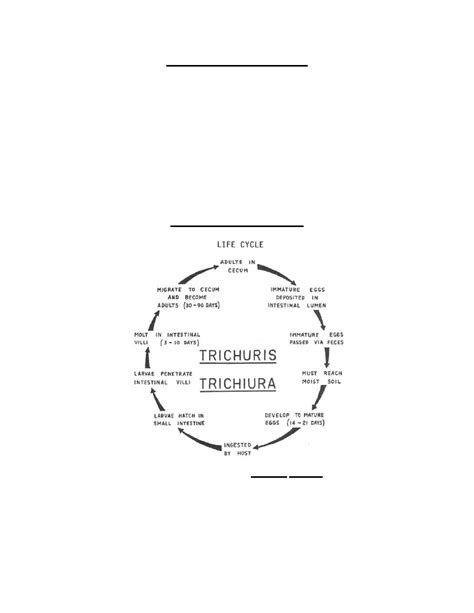 Figure 4-5. Life cycle of Trichuris trichiura. - Parasitology II