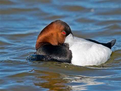 Canvasback | Audubon Field Guide