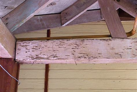 Drywood termite damage - Termite Web