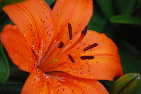 Daylight Saving Photo Project 2011: 094 : Wet orange tiger lily