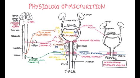 Describe the Physiology of Micturition