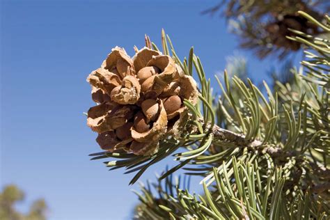 Gymnosperm | Definition, Description, Plants, Examples, Phylogeny ...