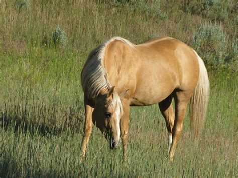 Palomino Horse by Syeiraxx on DeviantArt