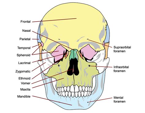 Skull Diagram Front