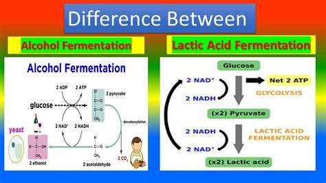 Difference between Alcohol Fermentation and Lactic acid Fermentation ...