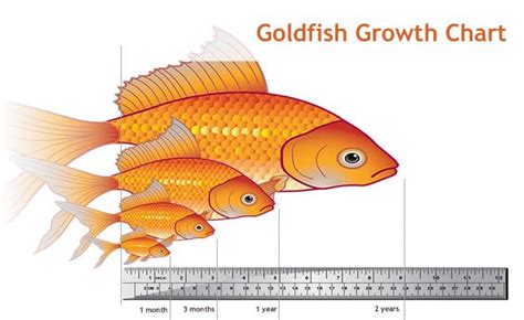 goldfish can live up to 20 years and grow up to 10in ... wow who knew ...