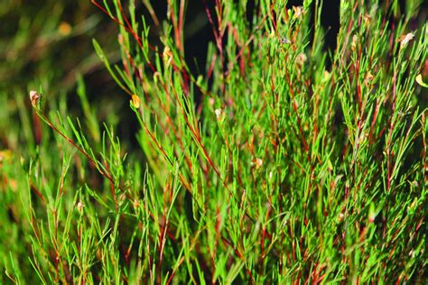 Rooibos, the “Red Bush” of South Africa