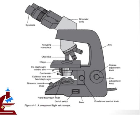 Parts Of A Compound Light Microscope Quizlet - Infoupdate.org