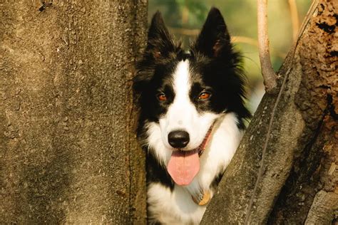 When Do Border Collie Ears Stand Up & Why? - BorderCollieTalk