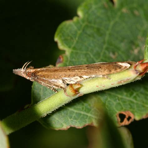 Palmerworm Moth - Dichomeris ligulella - BugGuide.Net