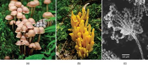 Which Term Best Describes How Fungi Obtain Energy