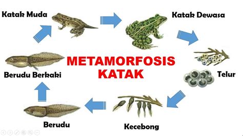 Metamorfosis Katak (Daur Hidup) - YouTube