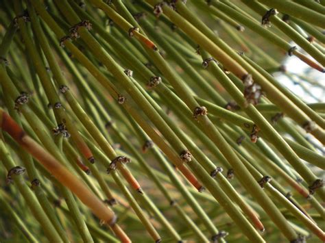 Mormon tea, also known as Ephedra viridis | Mormon tea, Garden plants ...