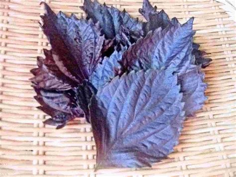 Recipes for Tom: Shiso perilla leaves, flowers and fruits