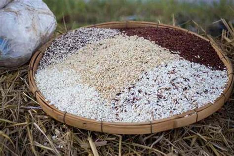 Rice Bran for Deer- How to Effectively Use Rice Bran to Attract a Deer?