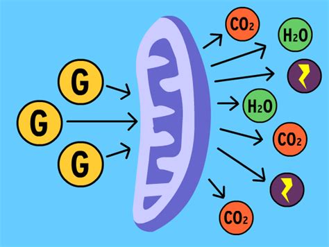 Cell Respiration Animation