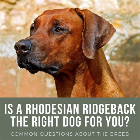 Rhodesian Ridgeback: Breed History, Temperament, and FAQs - PetHelpful