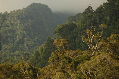 Indonesian Rainforests - Rainforest Action Network