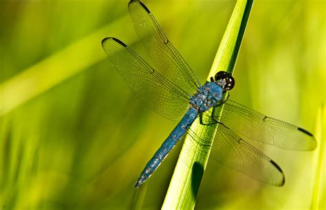 Blue Dragonfly 10 Photograph by Douglas Barnett