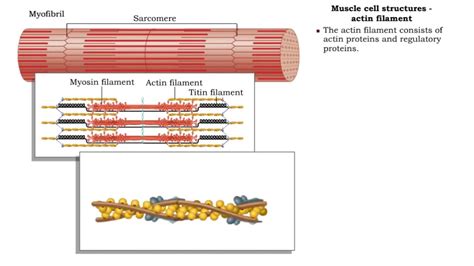 Myosin Filaments Are