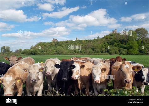 Tutbury Castle with a line of cows in the foreground in Staffordshire ...