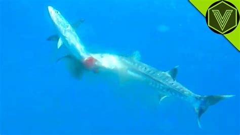 BARRACUDA — the sea butcher that can kill a human! Barracuda vs human ...