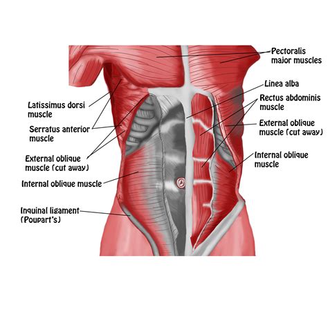 Anterior Abdominal Wall- Intermediate Dissection copy - Spontaneous ...