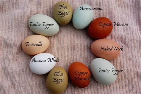 Chicken Color Breeding Chart | Chicken Egg Color Chart | Farm & Garden ...