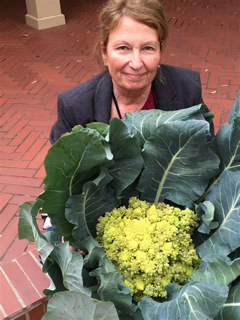 Broccoli Romanesco | DALLAS GARDEN BUZZ