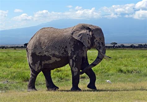 Kilimanjaro elephants stock image. Image of park, animal - 41215861