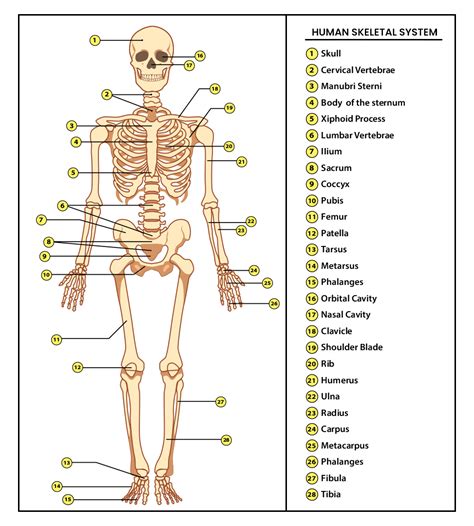 Skeletal System - Anatomy & Physiology of Skeletal System |PW