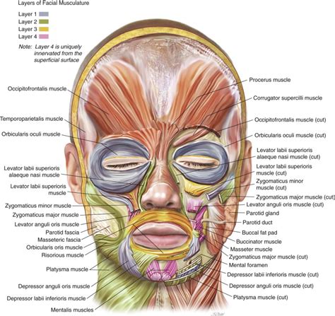 Facial Surface Anatomy – Telegraph