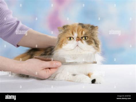 Persian cat - being brushed Stock Photo - Alamy