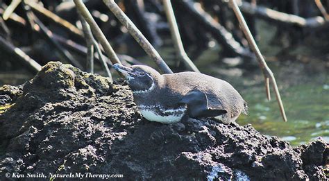 Surprising Animals in Mangroves