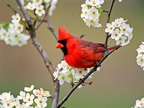 Red Cardinal: AT LAST: A RED CARDINAL, AND A SPECIAL MEETING