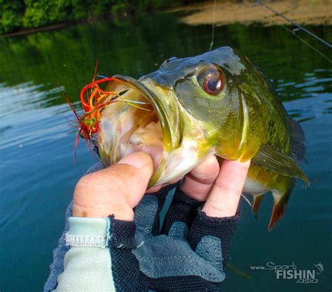 Peacock Bass Fishing in Malaysia with Bob — Sport Fishing Asia