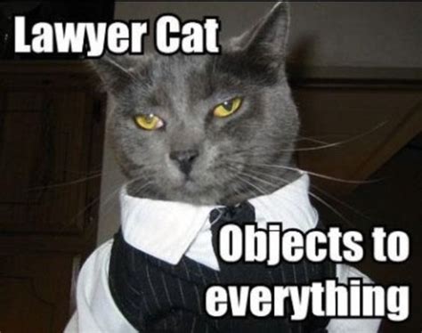 Lawyer cat objects to everything | Lawyer Jokes and Law Humor ...