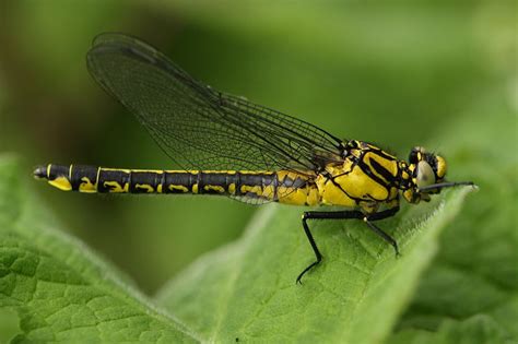 Gomphidae - Clubtails | Wildlife Journal Junior