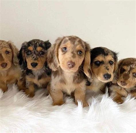 Dachshund puppies for sale from Nebraska | Dachshund puppies, Cute ...