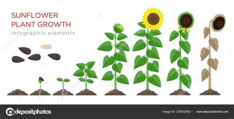 Girasole crescente processo di illustrazione vettoriale design piatto ...