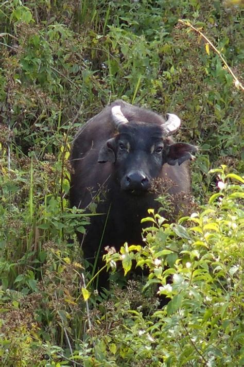 Conservation Progress for the Philippine Endemic Tamaraw — Reverse the Red