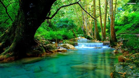 🔥 Download Forest River Wallpaper Top Background by @rachelr8 ...