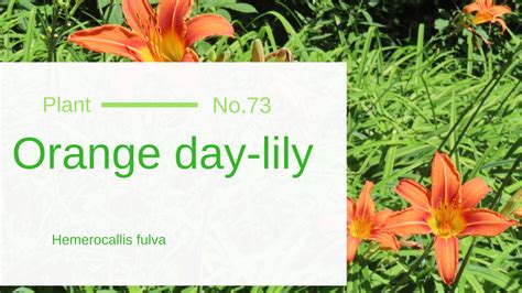 Orange Day-Lily – Hemerocallis Fulva: Edible & Medicinal Uses of the ...