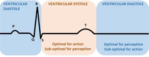 Schematic illustration of one cardiac cycle and its two main phases ...