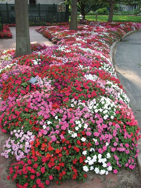 Top 10 Plants for Successful Underplanting | Impatiens flowers, Flower ...