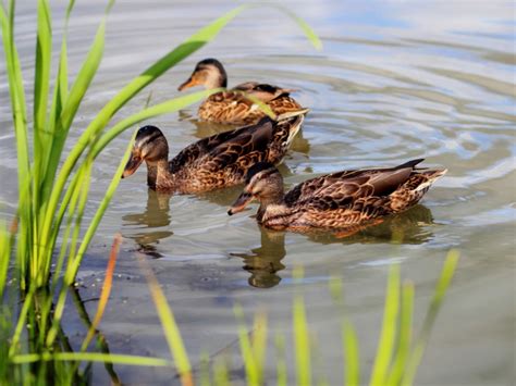 Wild Ducks In Garden Ponds - Tips For Attracting Ducks To Your Property