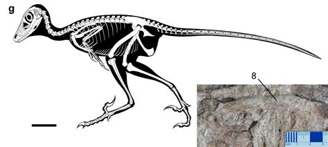 Julian Kiely on Twitter: "An interesting new dromaeosaur which ...