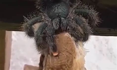 Goliath Bird Eating Spider Eating Chicken