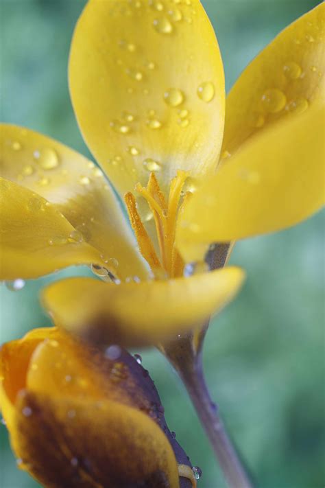 14 Beautiful Crocus Varieties to Plant